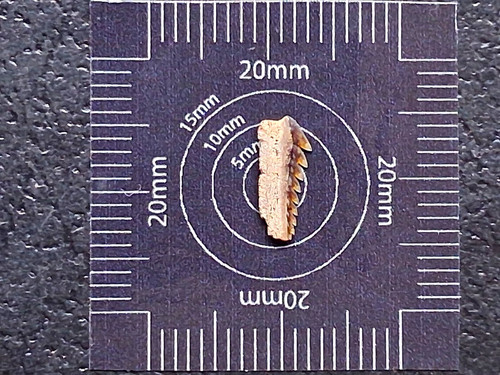 Hexanchus agassizi cow - agassizi, shark