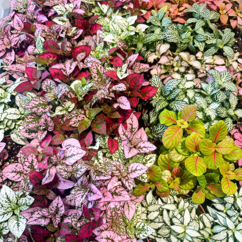 Tropical foliage mix - foliage,