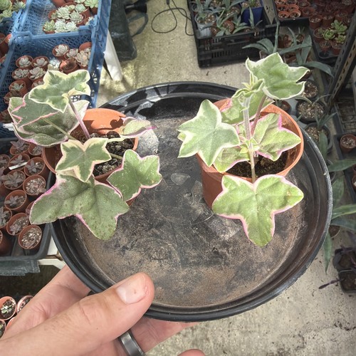 Pelargonium élégante - l’élégante, |