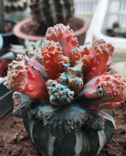 Live house plant - plant, ariocarpus