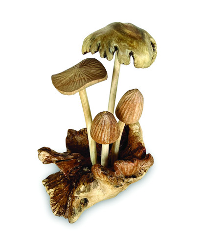 Assorted bali mushrooms set - bali,