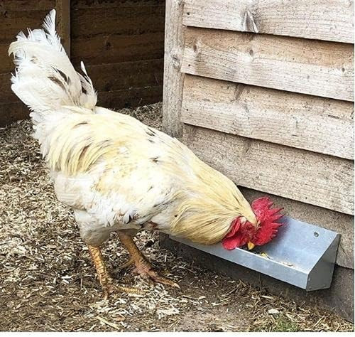 Galvanised chicken poultry - galvanised,