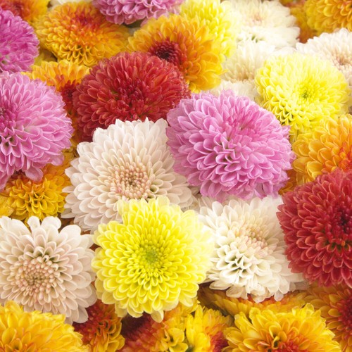 Set garden bloom - 12,