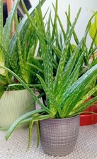 Aloe Vera Plants Multiple