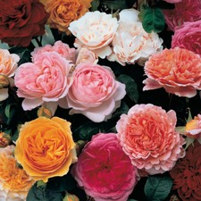Old English Shrub Rose