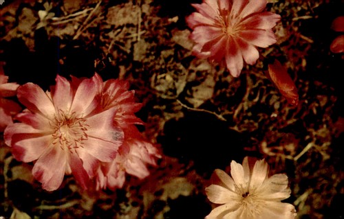 Bitterroot lewisia rediviva - bitterroot-lewisia,