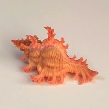 Pendant Murex Chicoreus