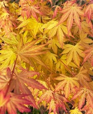 Acer palmatum 'Orange Dream' |