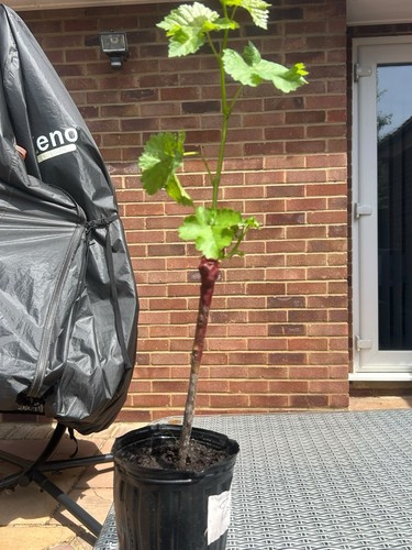 Grapevine crimson seedless