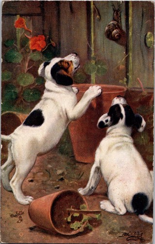 1909 postcard jack russell - jack,