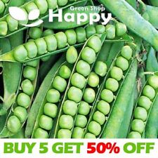 VEGETABLE MAIN CROP - PEA - ALDERMAN - 100 SELECTED SEEDS - Pisum sativum
