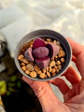 Pleiospilos Nelii 'Royal