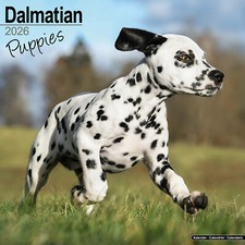 Dalmatian Puppies 2026