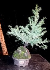 English yew bonsai starter in