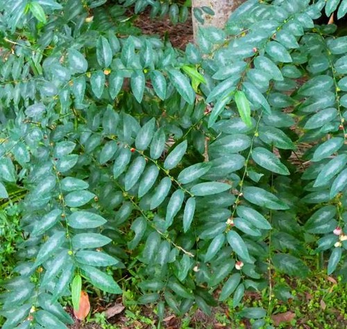 Phyllanthus androgynus 10 - phyllanthus,