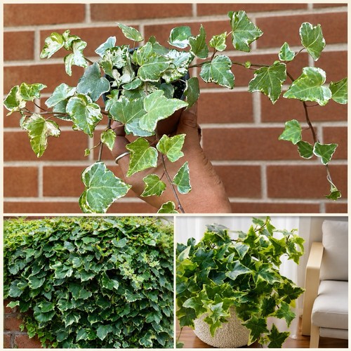 Hedera helix glacier rhs - helix, ‘glacier’