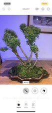 Bonsai Tree Outdoor