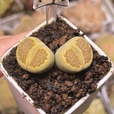 Exact Plant, 2Heads Lithops