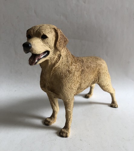 Golden labrador retriever dog - labrador,
