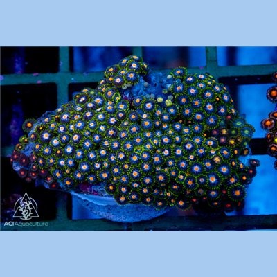 Blue and green zoa - green, colony
