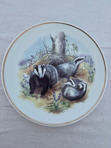 Badgers wildlife britain - wildlife,