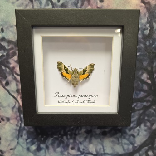 Willowherb hawk moth - willowherb, hawk-moth