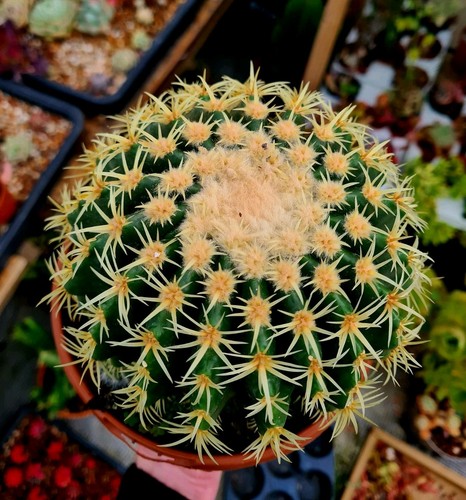Clearance echinocactus - clearance:,