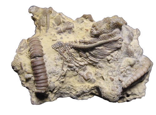 Ordovician bromide - ordovician,