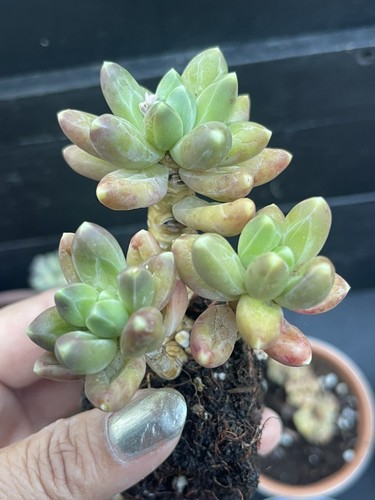 Pachyphytum compactum little - pachyphytum,