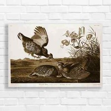 Ruffed Grouse Bird Naturework