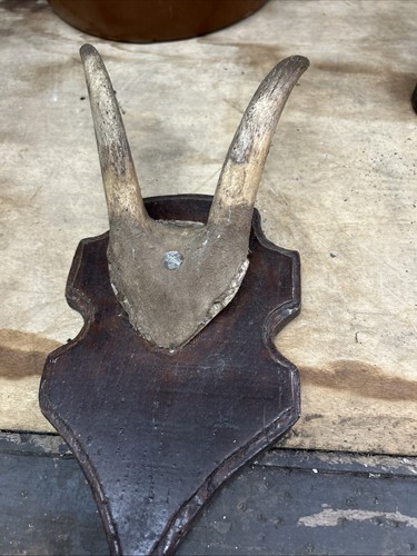 Wall mounted small horns - small,