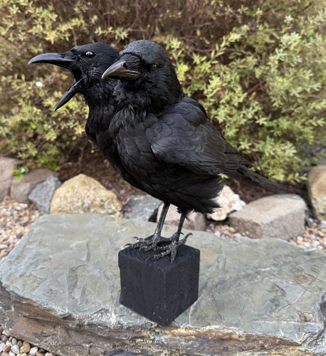 Taxidermy two headed - taxidermy, crow