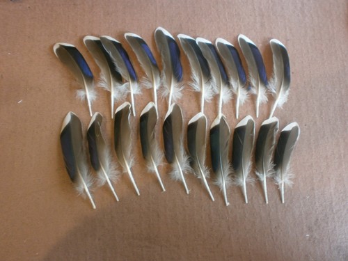Duck brown blue white - 20,