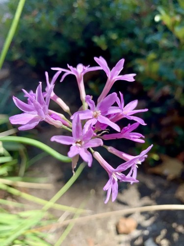 Tulbaghia violacea society - violacea,