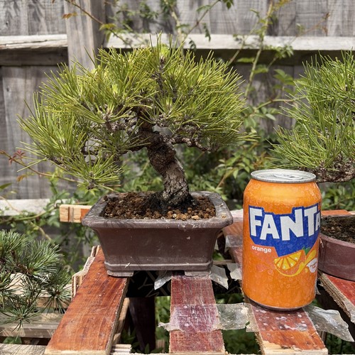 Japanese black pine years - black,