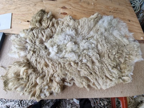 Raw sheep fleece spinning - sheep,