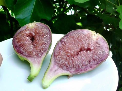 Fig tree desert king - tree,