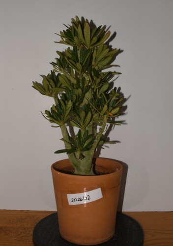 Dorstenia gigas live - gigas,