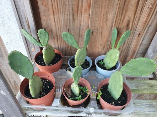 Pear cactus plant inches - cactus, plant,