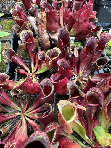 Carnivorous plant sarracenia - carnivorous,