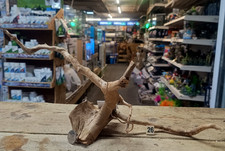 Red moor wood root aquarium - wood,