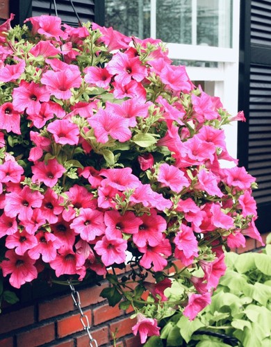 200 petunia pink cardinal - x, ‘cardinal