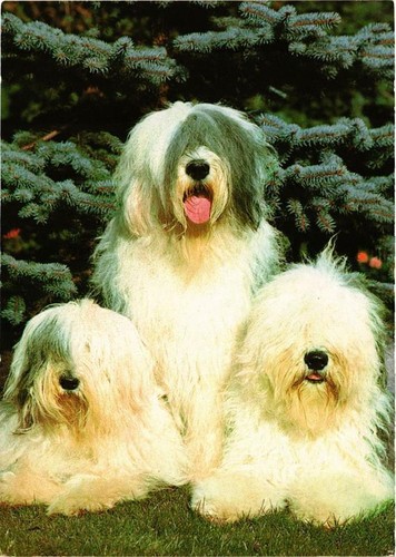 Cpm bobtail dogs - cpm,