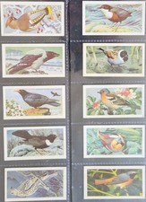 Brooke bond tea wild - tea,