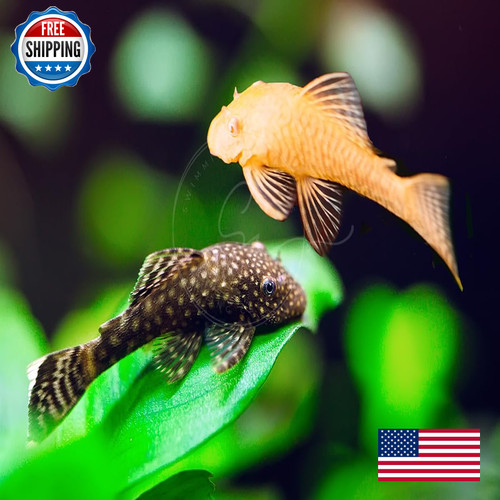 Swimming creatures pleco - swimming,