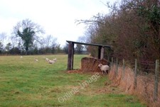 Photo 6x4 Sheep shelter north