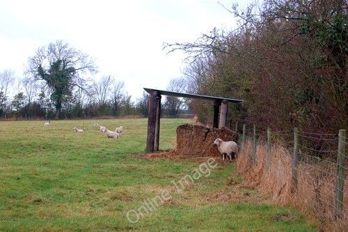 Photo 6x4 sheep - sheep, shelter