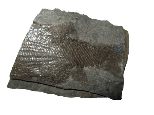 Permian fish fossil - , muse