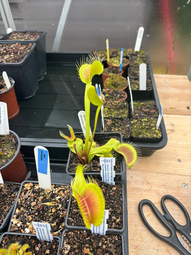 Venus fly trap switzerland - trap,