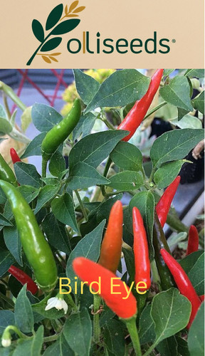 Bird eye chilli - bird, seeds